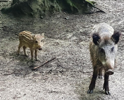Das Foto zeigt zwei altersunterschiedliche Wildschweine (Bache und Frischling)