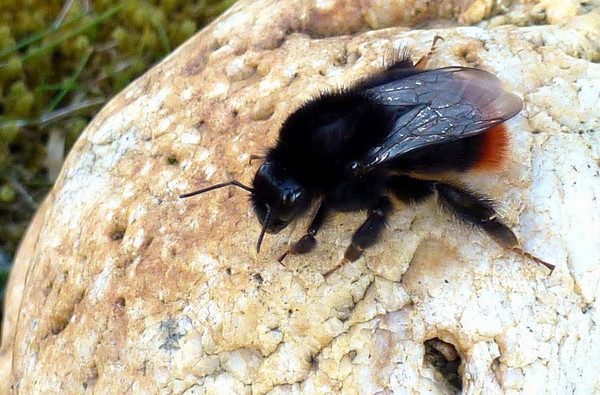 Das Foto zeigt eine Hummel auf einem Findling