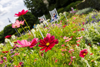 Sommerblüten im Maxipark Hamm