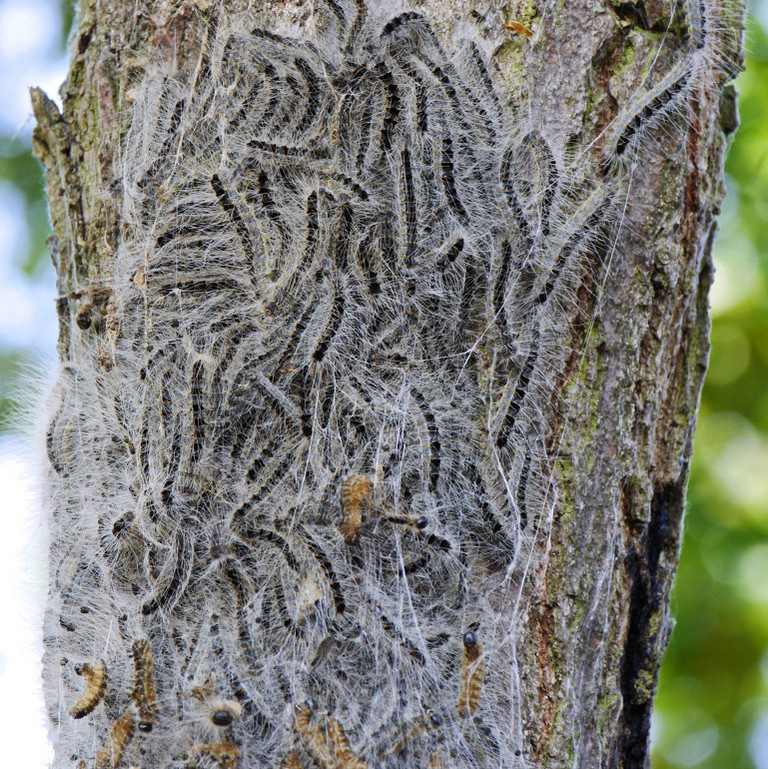 Eichenprozessionsspinner an einem Baum