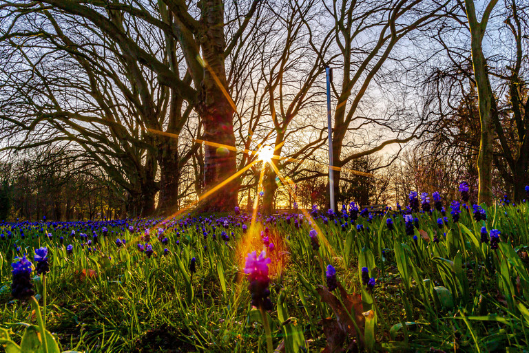 Blumen im Kurpark