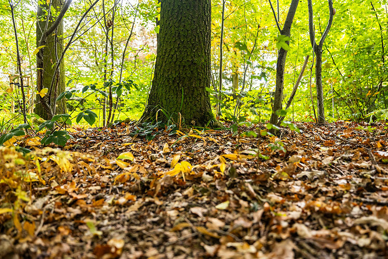 ein Baum im Friedwald