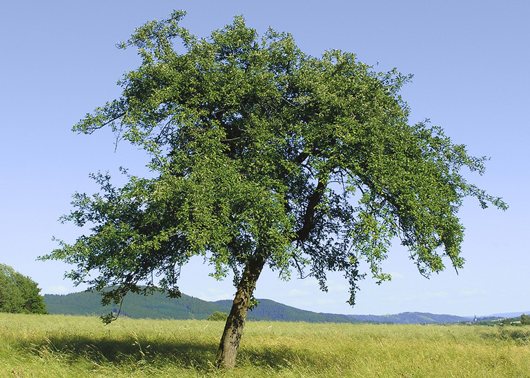 Äpfel des Wildapfels