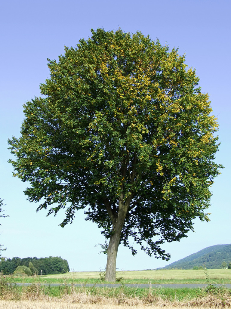 Blätter der Hainbuche