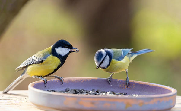 Zwei Kohlmeisen an einem Futternapf mit Sonnenblumenkernen