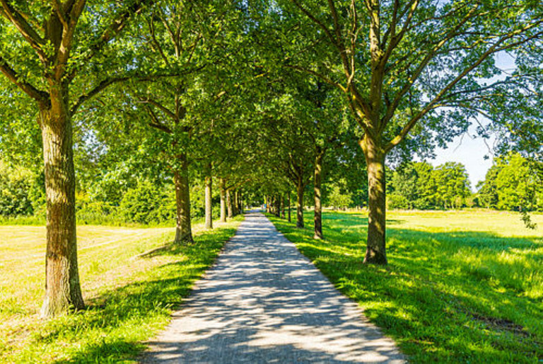 Das Foto zeigt eine beidseitige Allee mit geschottertem Weg, es scheint die Sonne im Sommer.