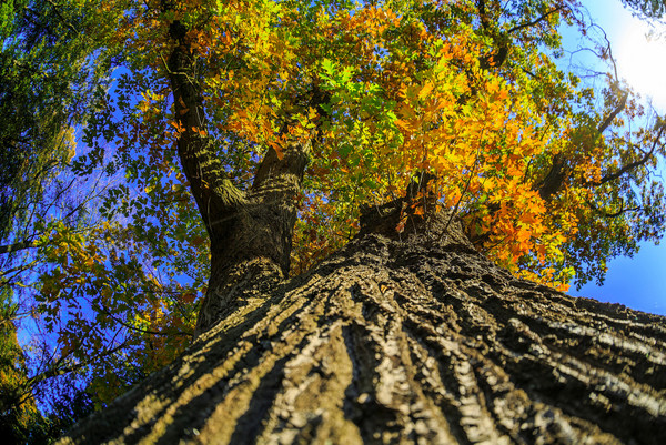 Baumkrone im Herbst