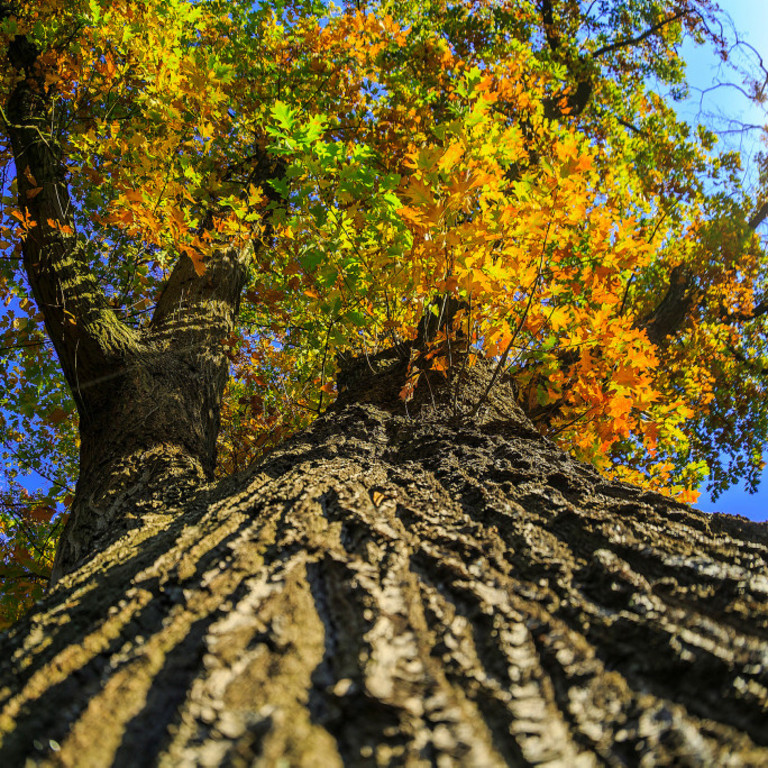 Baumkrone im Herbst