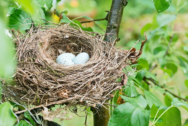 Ein Vogelnest mit Eiern