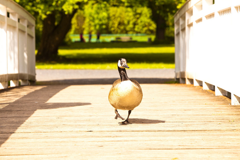 Ente im Kurpark