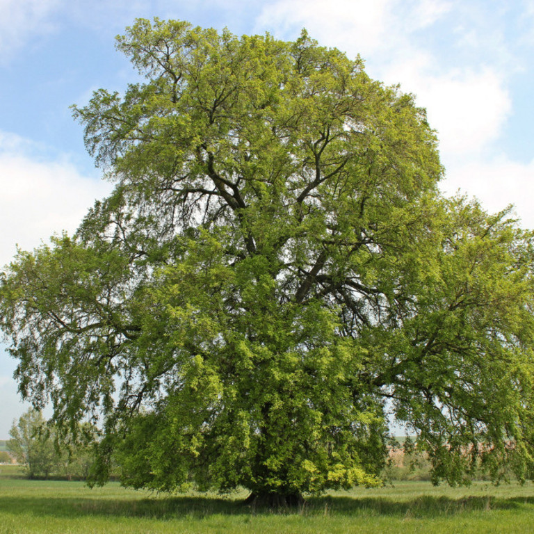 120 Jahre alte Flatterulme (Ulmus laevis)