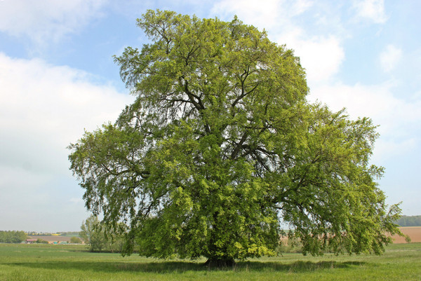 120 Jahre alte Flatterulme (Ulmus laevis)