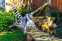 Katta im Tierpark