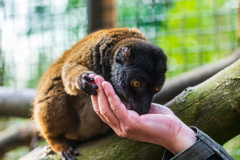 Weißkopfmaki im Tierpark