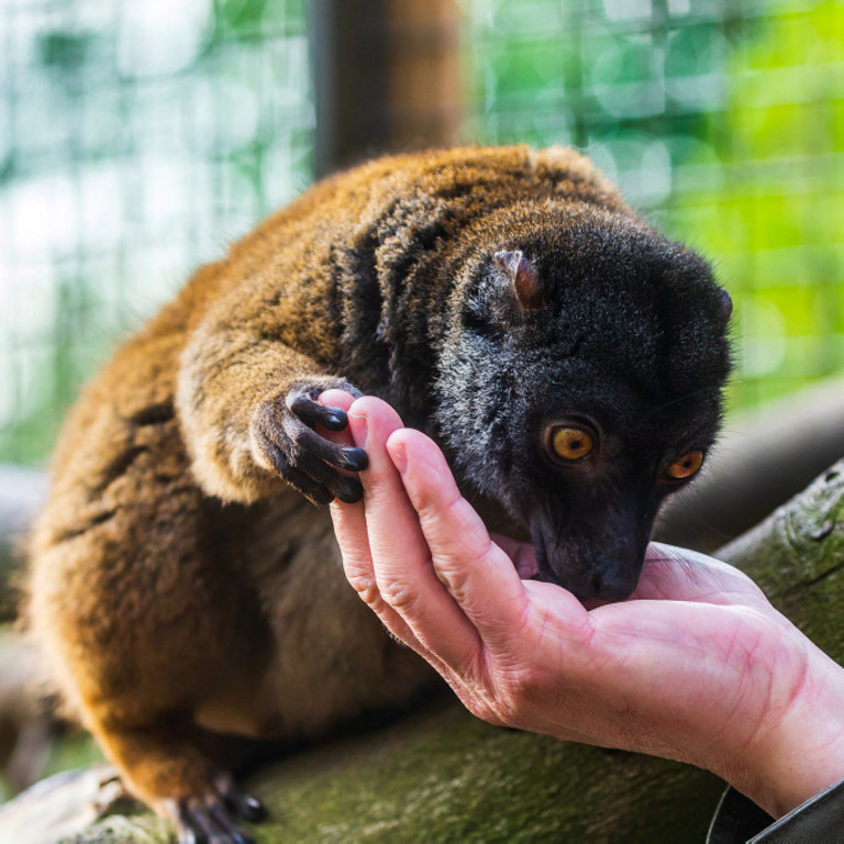 Weißkopfmaki im Tierpark