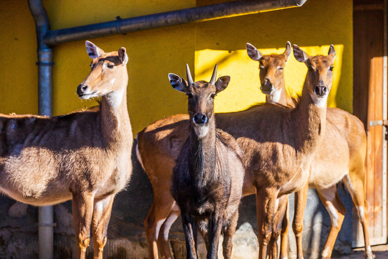 Hirschziegenantilope im Tierpark