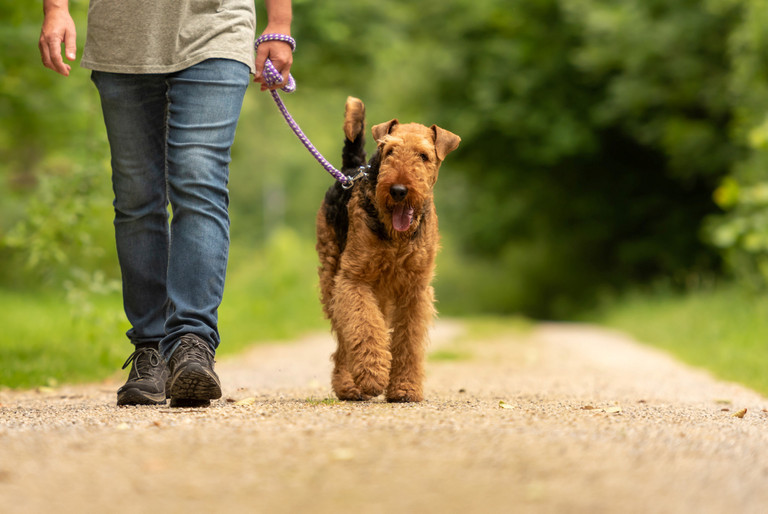 Terrier an der Leine mit seinem Besitzer