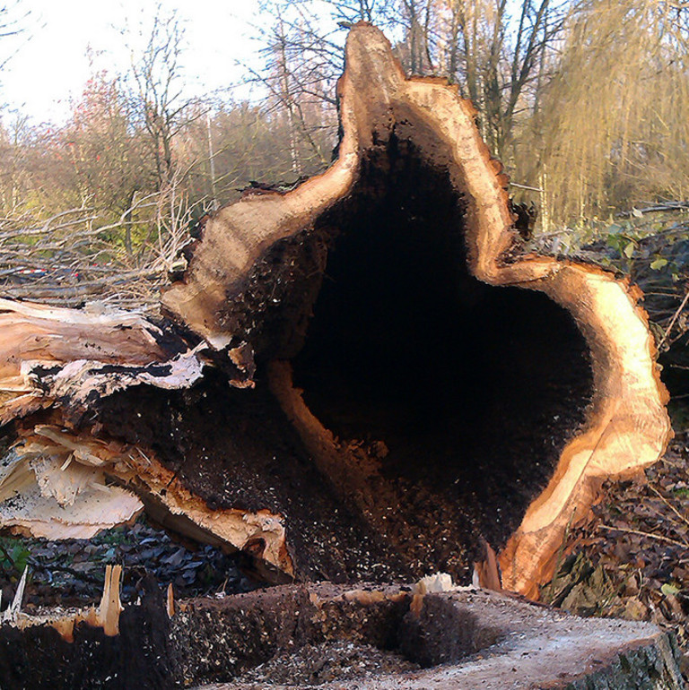 Ein gefällter Baum 