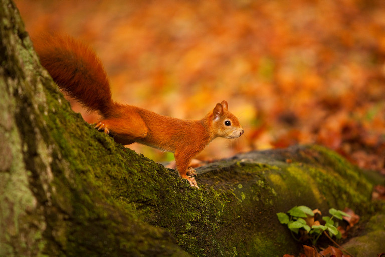 Eichhörnchen im Kurpark