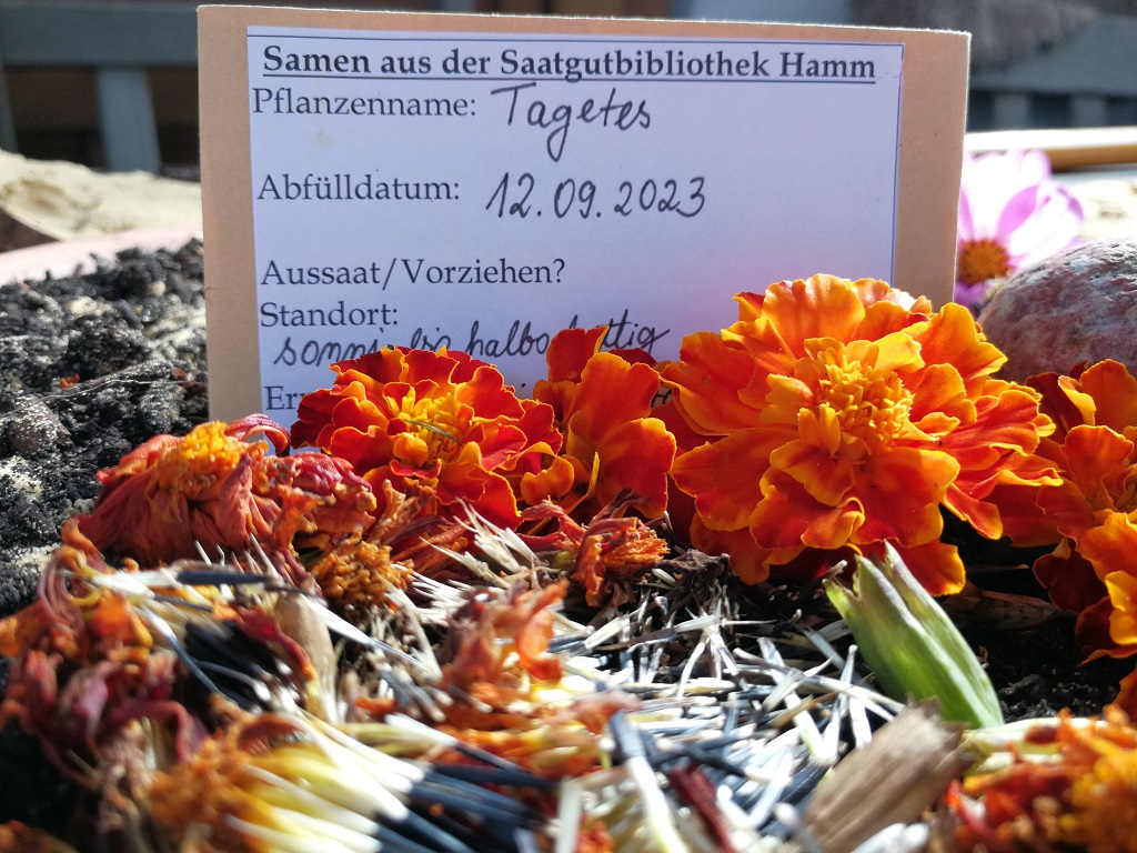 Saatguttütchen mit Tagetes