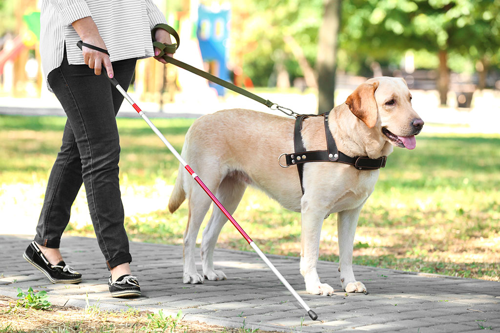 Blindenhund hilft blinder Frau durch einen Park